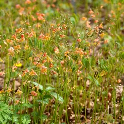 Epimedium warleyense - Le sous-bois enfin fleuri