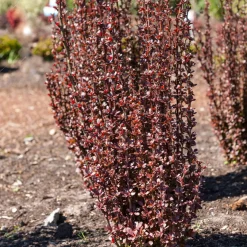 Epine-vinette de Thunberg Helmond Pillar - La colonne rouge du jardin
