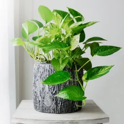 Epipremnum aureum - Cascade verte sans effort