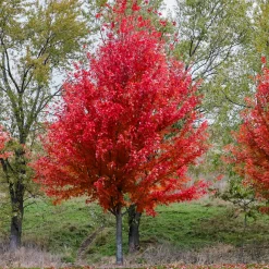 Erable de Freeman Autumn Blaze - Un automne rouge feu garanti