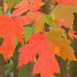 Erable de Freeman Autumn Blaze - Un automne rouge feu garanti
