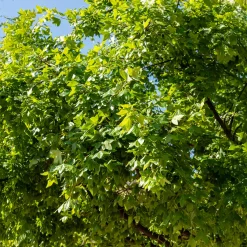 Erable de Montpellier - L'arbre qui résiste à tout