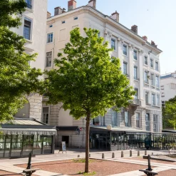 Erable de Montpellier - L'arbre qui résiste à tout