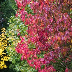 Erable du fleuve Amour - Un feu rouge en automne