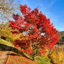 Erable du fleuve Amour - Un feu rouge en automne