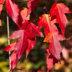 Erable du fleuve Amour - Un feu rouge en automne