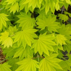 Erable du Japon doré - Un feuillage doré tout l'été