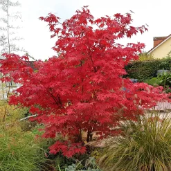 Erable du Japon Osakazuki - Le rouge feu qui illumine