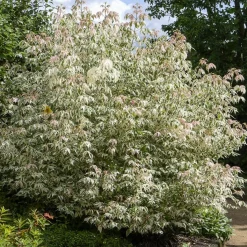 Erable à feuilles de frêne - Un feuillage rose dès le printemps