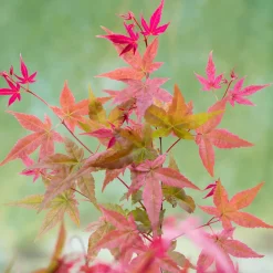 Erable japonais 'Beni-maiko' - Un feu rouge au jardin