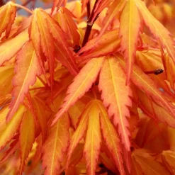 Erable japonais 'Katsura' - Le feuillage qui change 3 fois