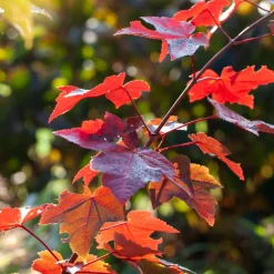Erable rouge - Un feu d'automne dans le jardin
