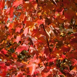 Erable rouge - Un feu d'automne dans le jardin