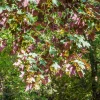 Erable sycomore Atropurpureum - Un feuillage à double face
