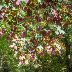 Erable sycomore Atropurpureum - Un feuillage à double face