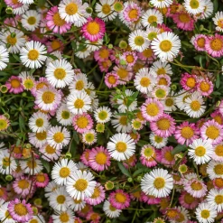 Erigeron karvinskianus 'Profusion' - Fleurit tout l'été sans effort