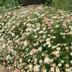 Erigeron karvinskianus 'Profusion' - Fleurit tout l'été sans effort