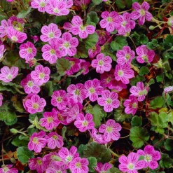 Erodium variabile 'Bishop's Form' - Un tapis de fleurs tout l'été