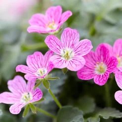 Erodium variabile 'Bishop's Form' - Un tapis de fleurs tout l'été
