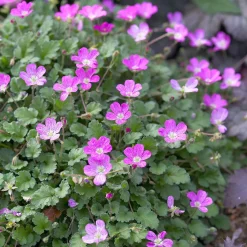 Erodium variabile 'Bishop's Form' - Un tapis de fleurs tout l'été