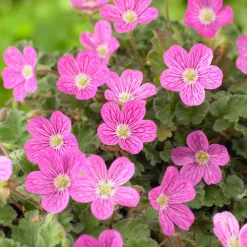 Erodium variabile 'Bishop's Form' - Un tapis de fleurs tout l'été