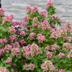 Escallonia Pink Elle - Fleurit tout l'été sans effort