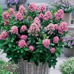 Escallonia Pink Elle - Fleurit tout l'été sans effort