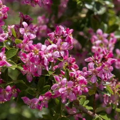 Escalonia Donard Seedling - La haie fleurie qui ne craint rien