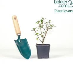Escalonia Donard Seedling - La haie fleurie qui ne craint rien