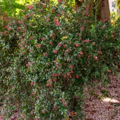 Escalonia Donard Seedling - La haie fleurie qui ne craint rien