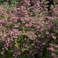 Escalonia Donard Seedling - La haie fleurie qui ne craint rien