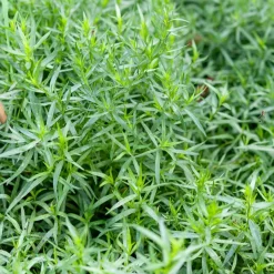 Estragon - Artemisia dracunculus - Le vrai goût anisé maison