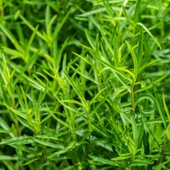 Estragon - Artemisia dracunculus - Le vrai goût anisé maison