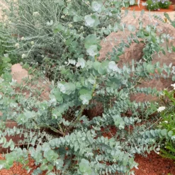 Eucalyptus Baby Blue EXTRA - Le feuillage bleu qui sublime