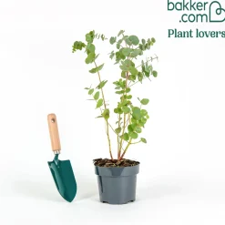 Eucalyptus cendré Silver Dollar - Feuillage argenté déco