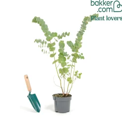Eucalyptus cendré Silver Dollar - Feuillage argenté déco