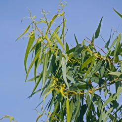 Eucalyptus citronné - L'arbre parfum citron anti-moustique