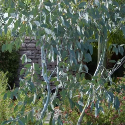 Eucalyptus gunnii Blue Ice - Un feuillage bleu givré