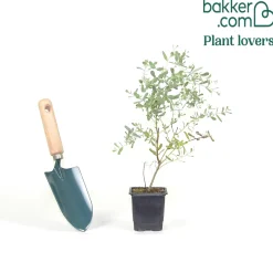 Eucalyptus gunnii France Bleu ® Rengun - Le bleu qui tient tout l'hiver