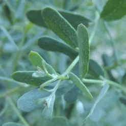 Eucalyptus gunnii France Bleu ® Rengun - Le bleu qui tient tout l'hiver
