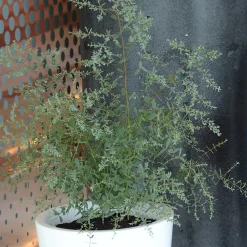 Eucalyptus gunnii France Bleu ® Rengun - Le bleu qui tient tout l'hiver