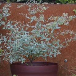Eucalyptus gunnii France Bleu ® Rengun - Le bleu qui tient tout l'hiver