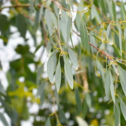 Eucalyptus gunnii - Un feuillage bleuté toute l'année