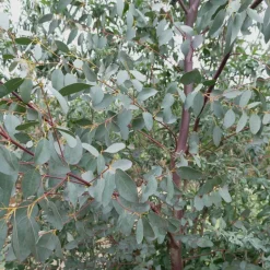 Eucalyptus parviflora - Effet feuillage argenté direct