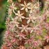 Eucomis Sparkling Burgundy® - L'exotisme facile au jardin