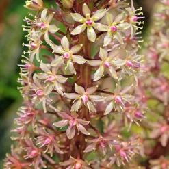 Eucomis Sparkling Burgundy® - L'exotisme facile au jardin
