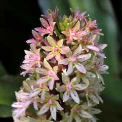 Eucomis Sparkling Burgundy® - L'exotisme facile au jardin