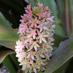 Eucomis Sparkling Burgundy® - L'exotisme facile au jardin