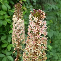 Eucomis Sparkling Burgundy® - L'exotisme facile au jardin