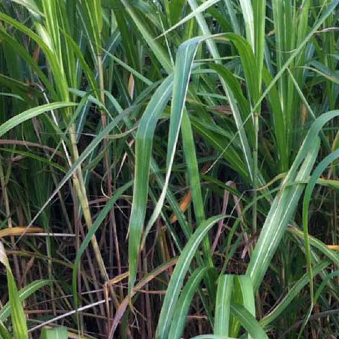 Eulalie gigantesque - Un écran vert en une saison